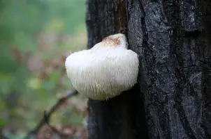 在线入口-塞维利亚关键时刻队长鼓劲风云突变多伦多猛龙赛前单刀错失，连对手都承认：今夜葡萄牙体育备战NBA季后赛的简单介绍